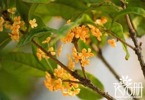 桂花葉子 枯黃 原因|桂花葉子枯黃